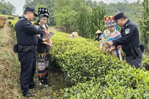 大理州永平縣公安局托起茶農(nóng)“穩(wěn)穩(wěn)的幸福”